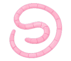 Beef Fallopian Tubes